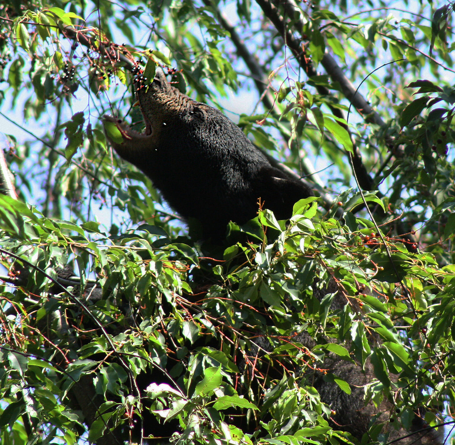 yearling black bear